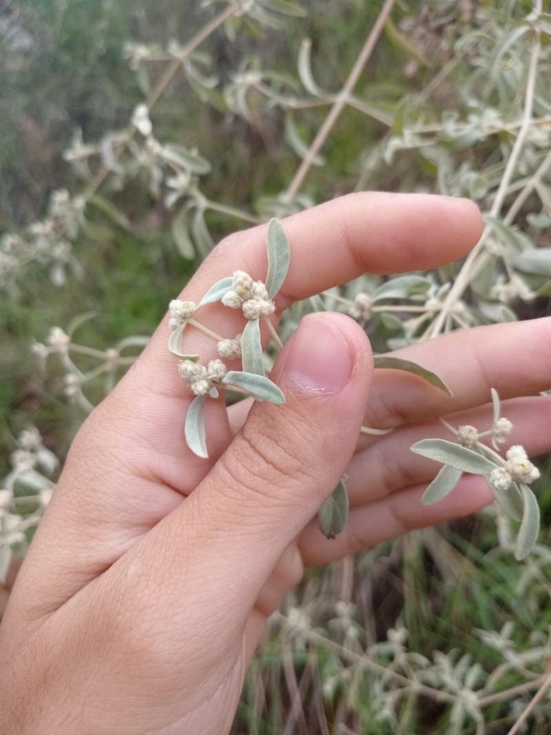 Alternanthera albida photo 3
