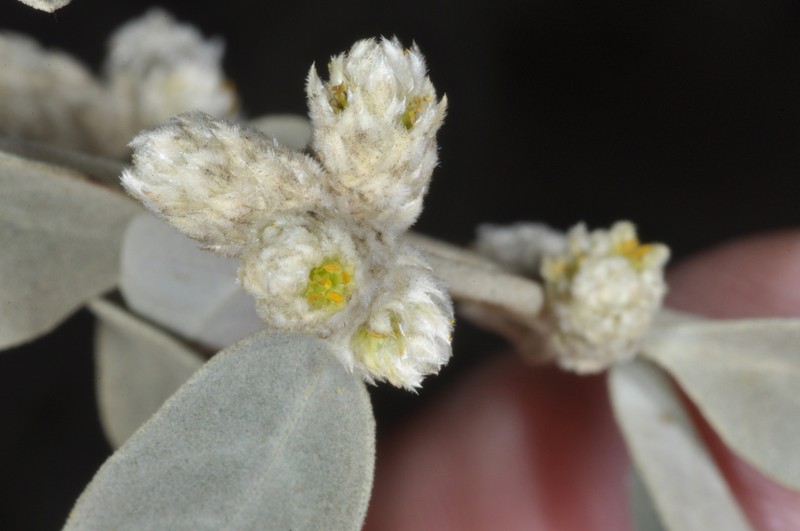 Alternanthera albida photo 4