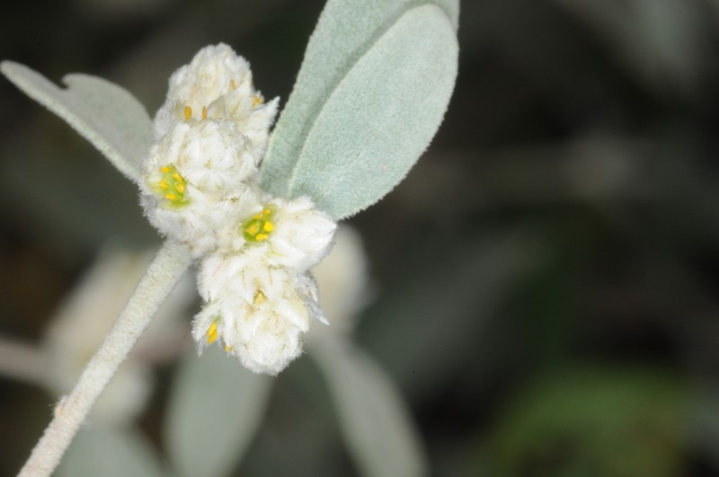 Alternanthera albida photo 5