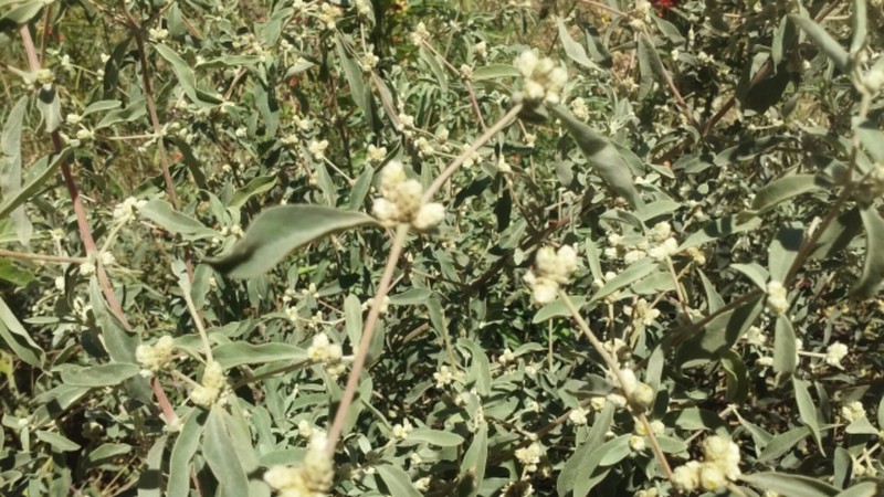 Alternanthera albida photo 6