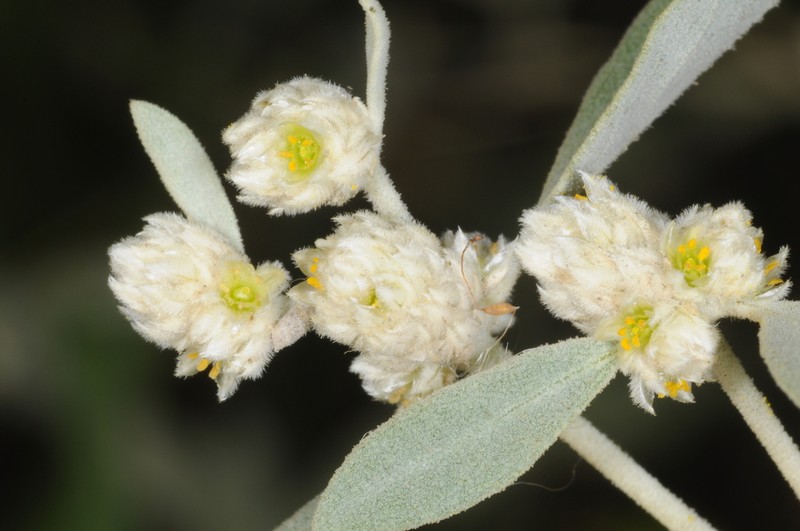 Alternanthera albida photo 7
