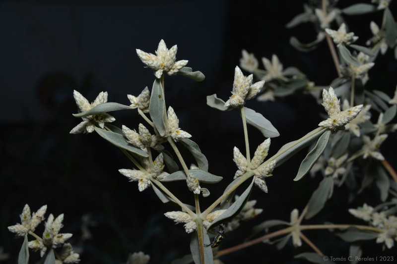 Alternanthera albida photo 8