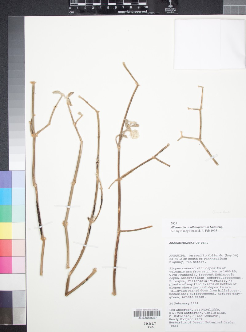Alternanthera albosquarrosa