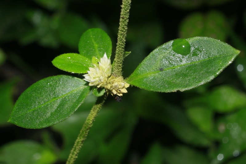 Alternanthera albotomentosa
