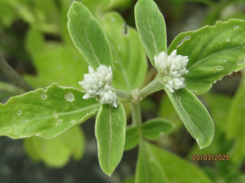 Alternanthera albotomentosa photo 2