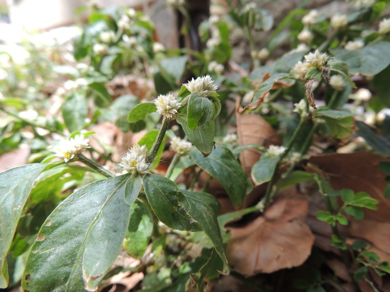 Alternanthera albotomentosa photo 3
