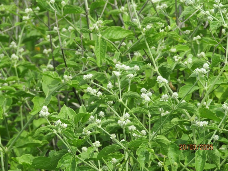 Alternanthera albotomentosa photo 4