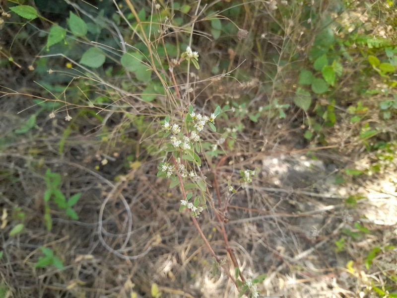Alternanthera albotomentosa photo 5