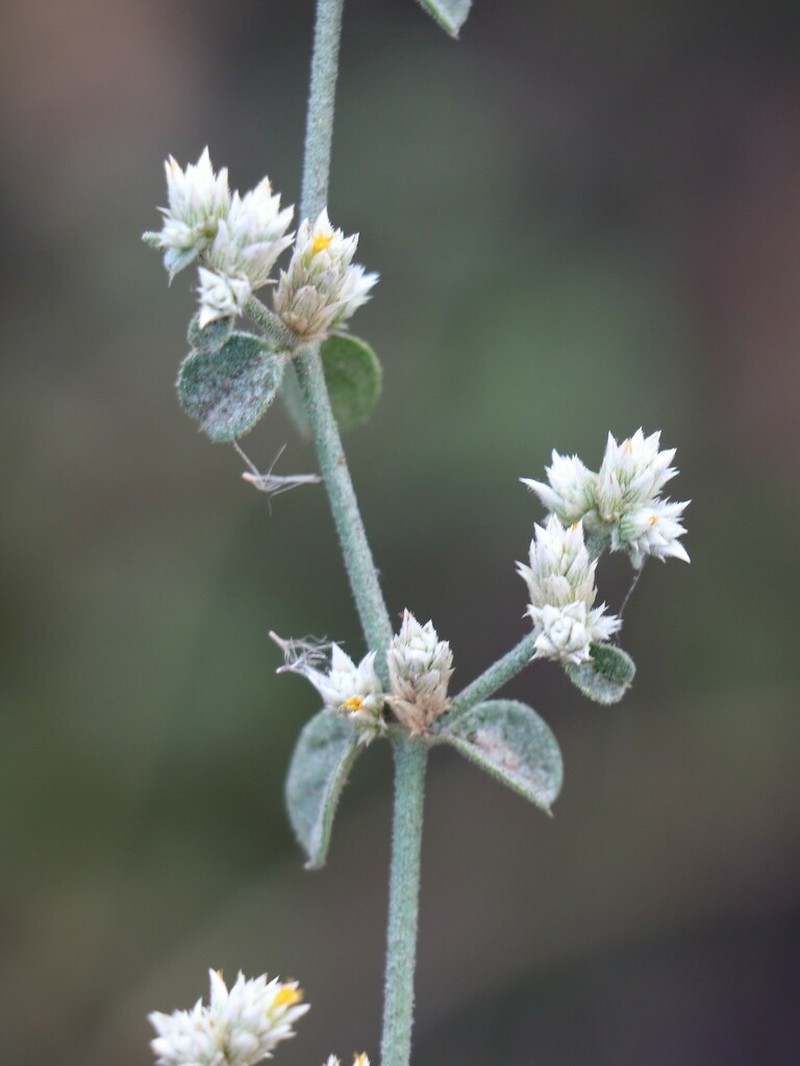 Alternanthera albotomentosa photo 6