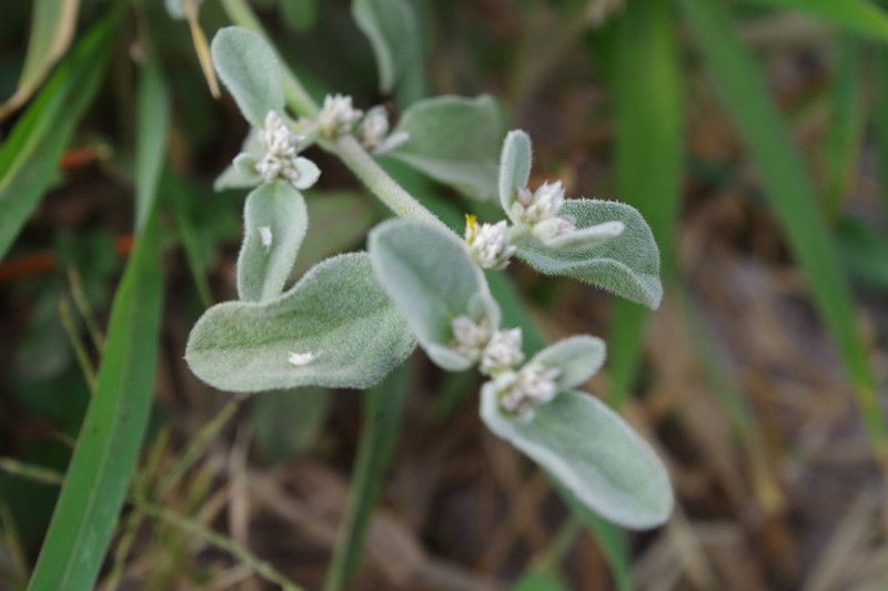 Alternanthera albotomentosa photo 7