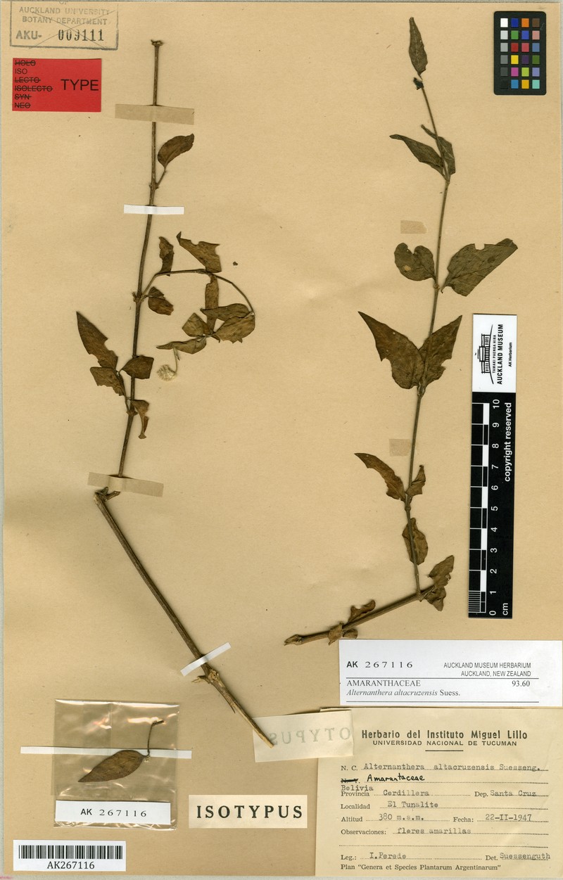 Alternanthera altacruzensis