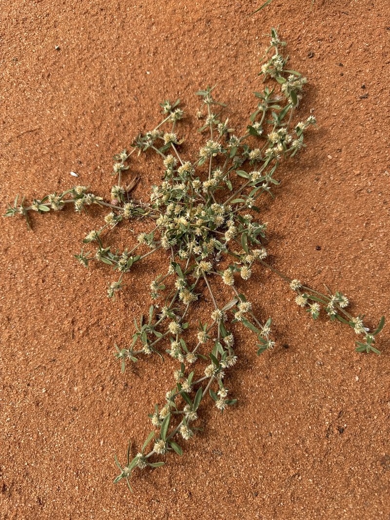 Alternanthera angustifolia