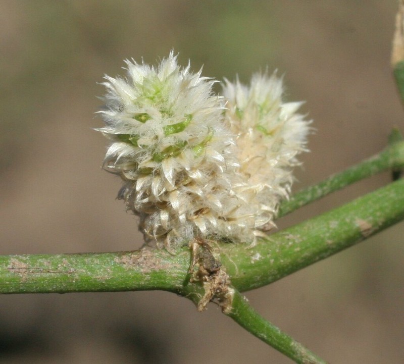 Alternanthera angustifolia photo 2