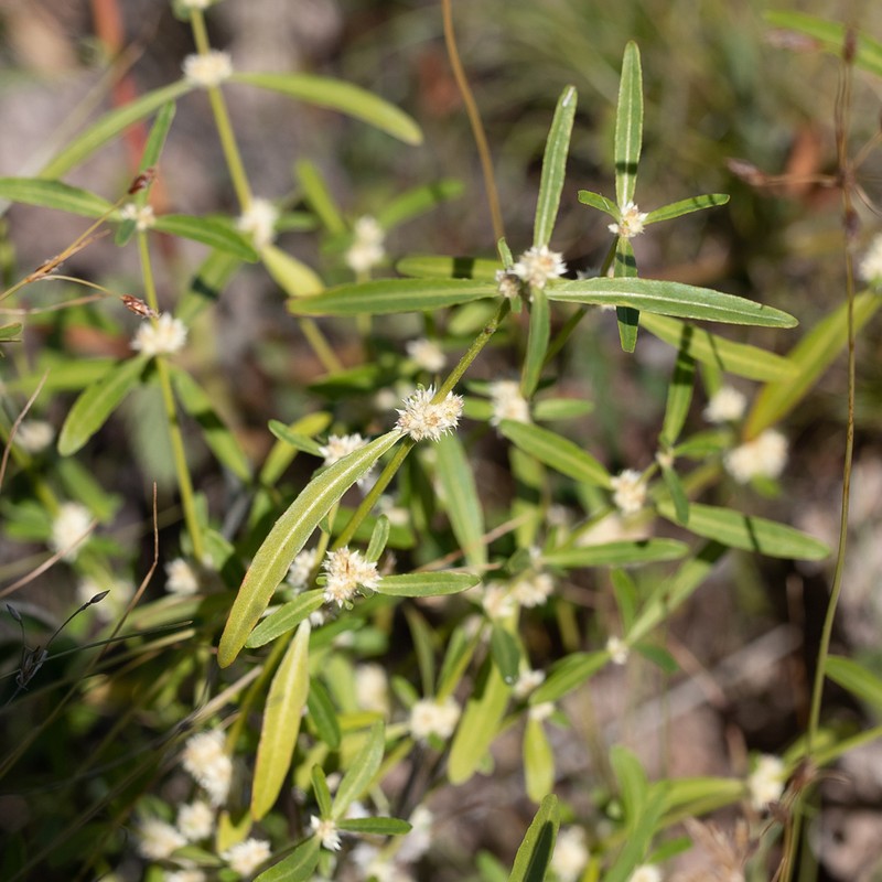 Alternanthera angustifolia photo 3