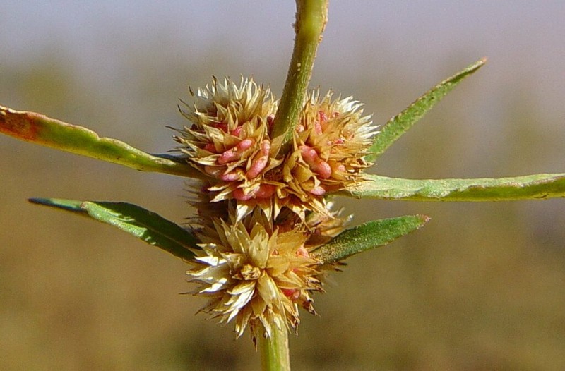 Alternanthera angustifolia photo 4