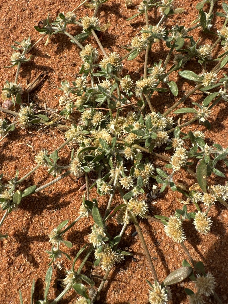 Alternanthera angustifolia photo 5