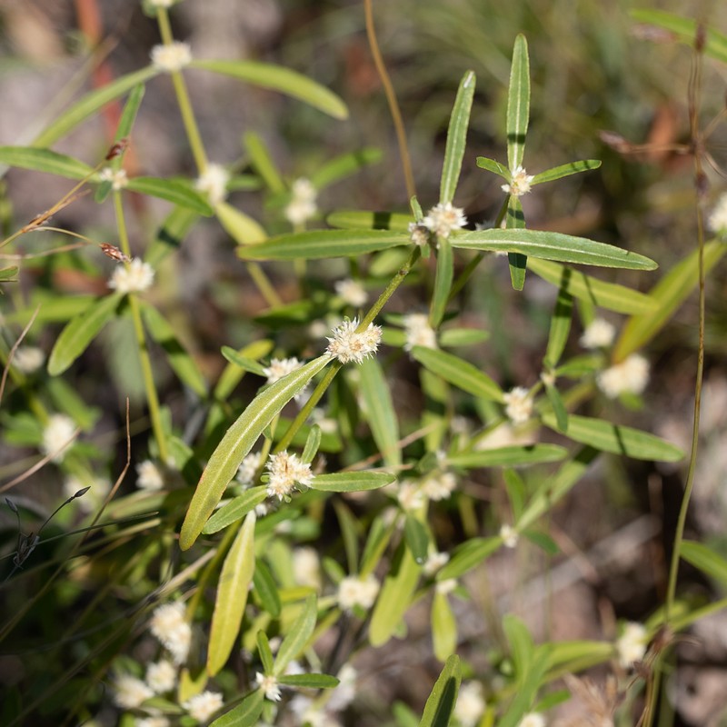 Alternanthera angustifolia photo 6