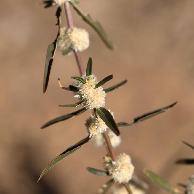 Alternanthera angustifolia photo 7