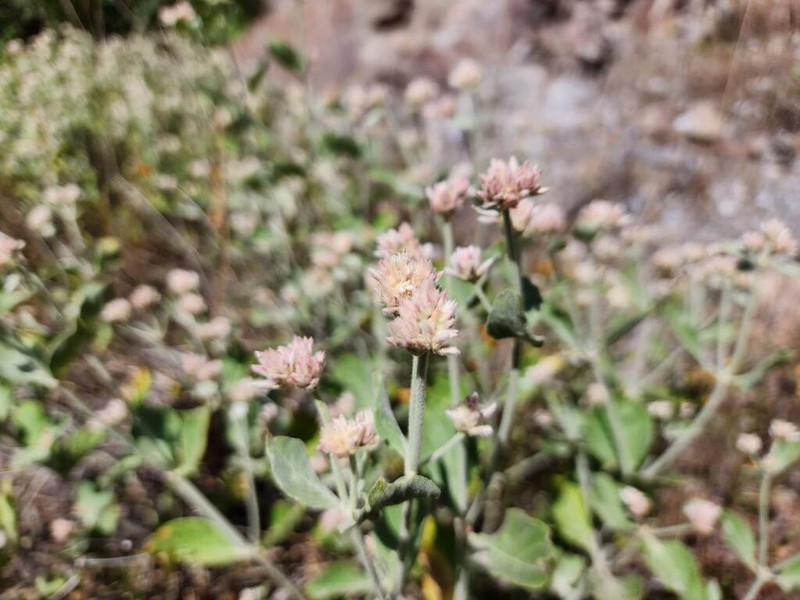 Alternanthera arequipensis photo 2