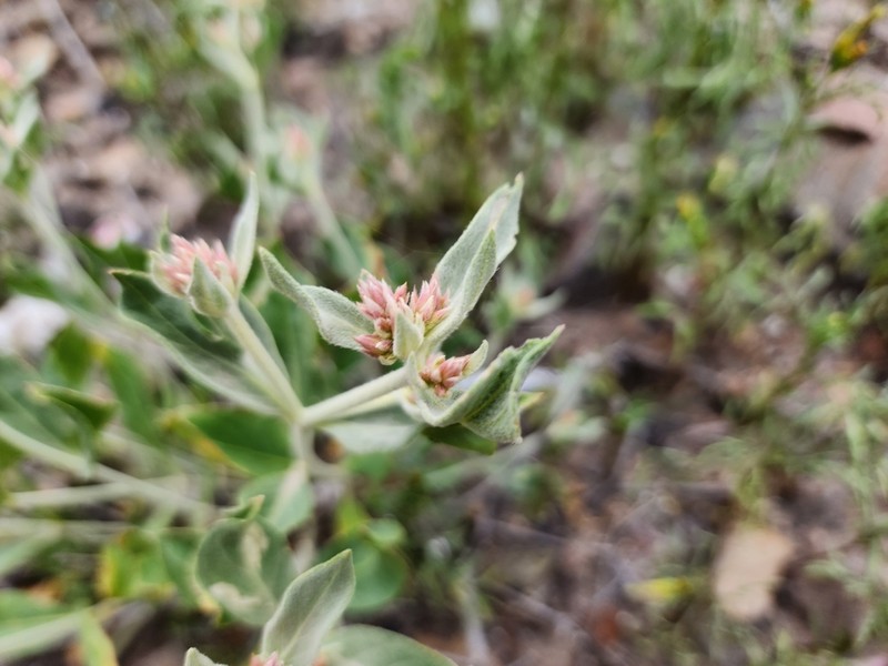 Alternanthera arequipensis photo 3