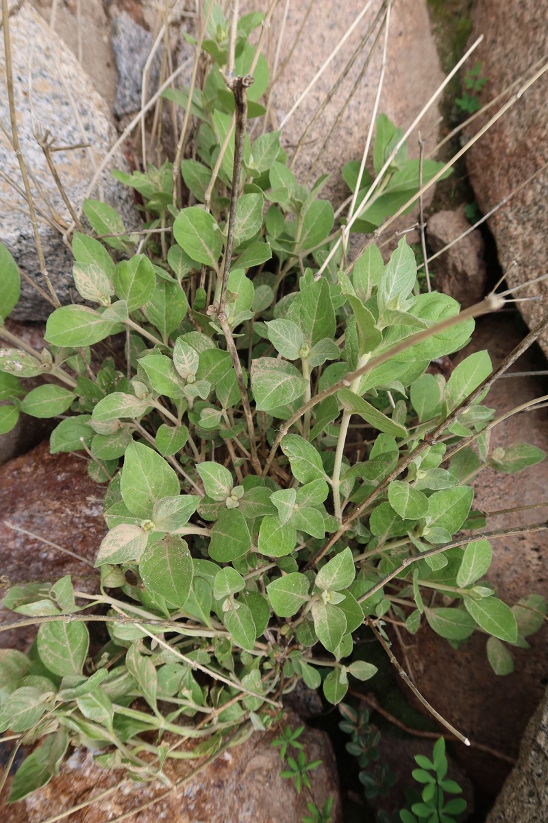 Alternanthera arequipensis photo 5