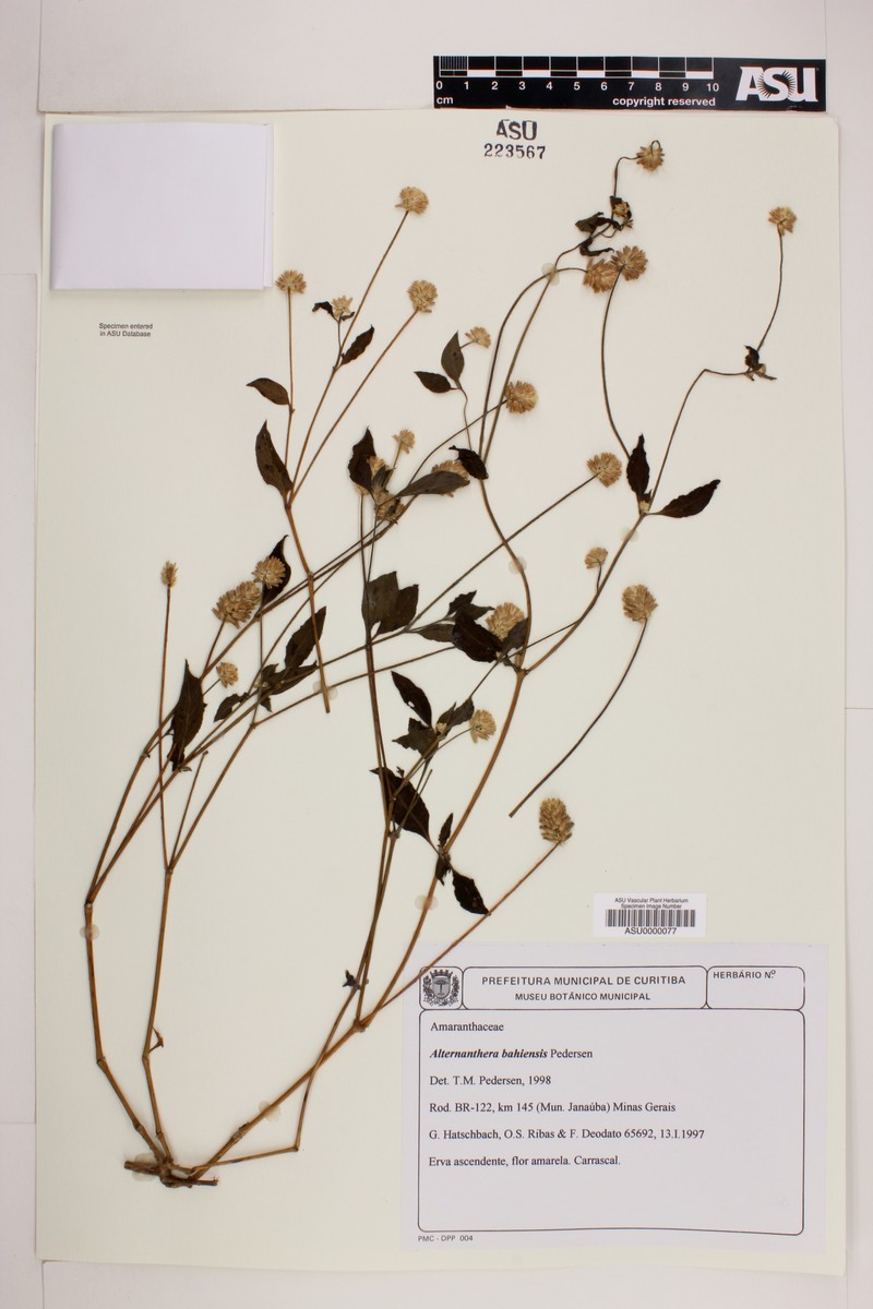 Alternanthera bahiensis