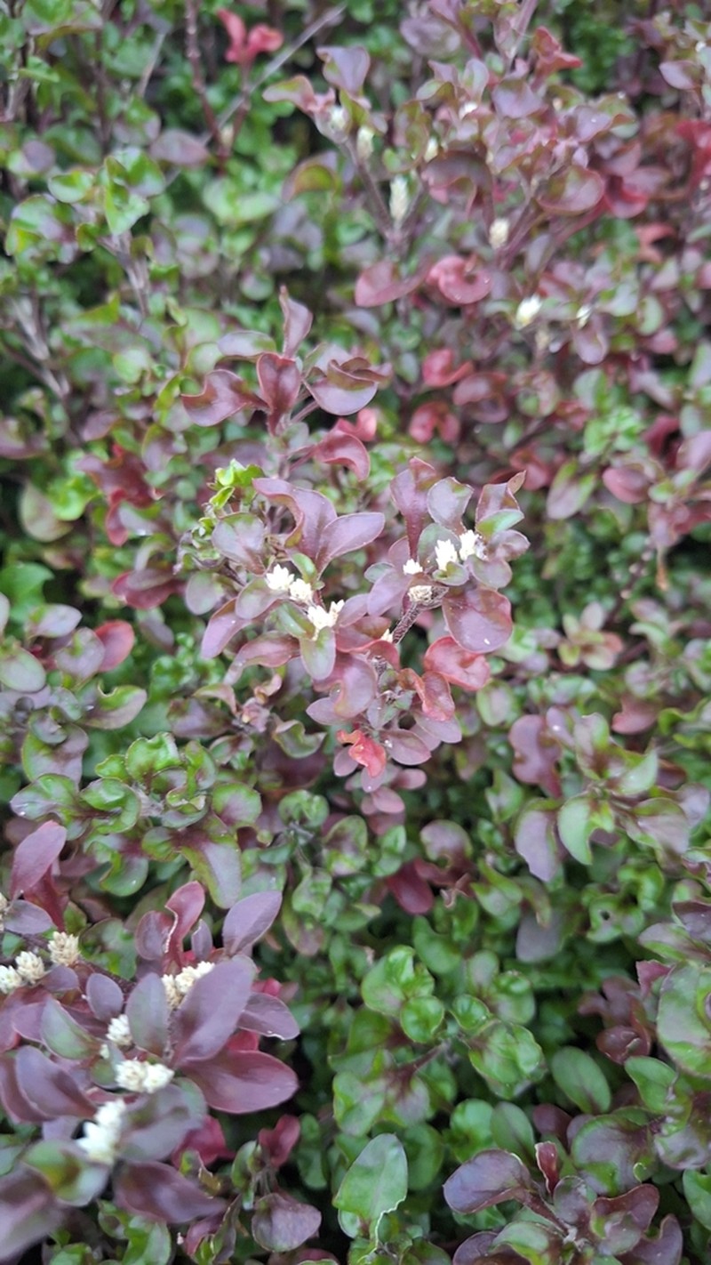 Calicoplant photo 3