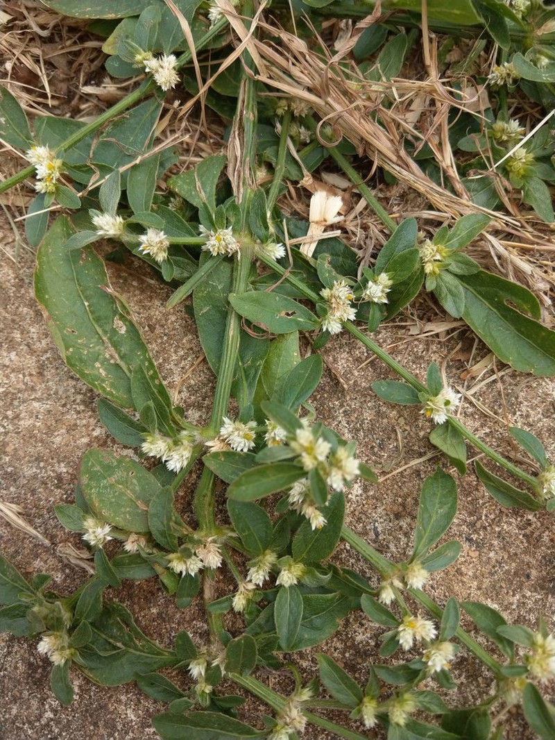 Calicoplant photo 5