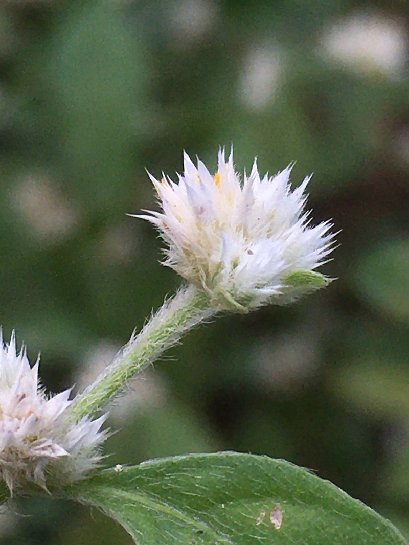 Calicoplant photo 6