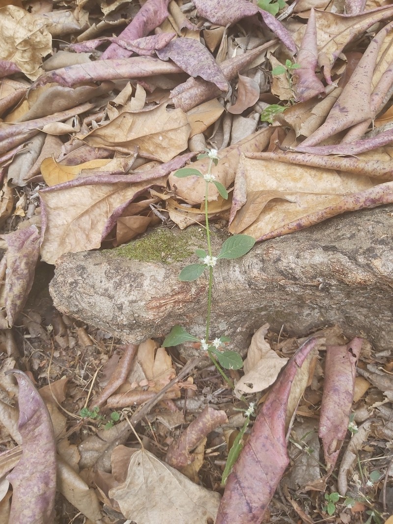 Calicoplant photo 7