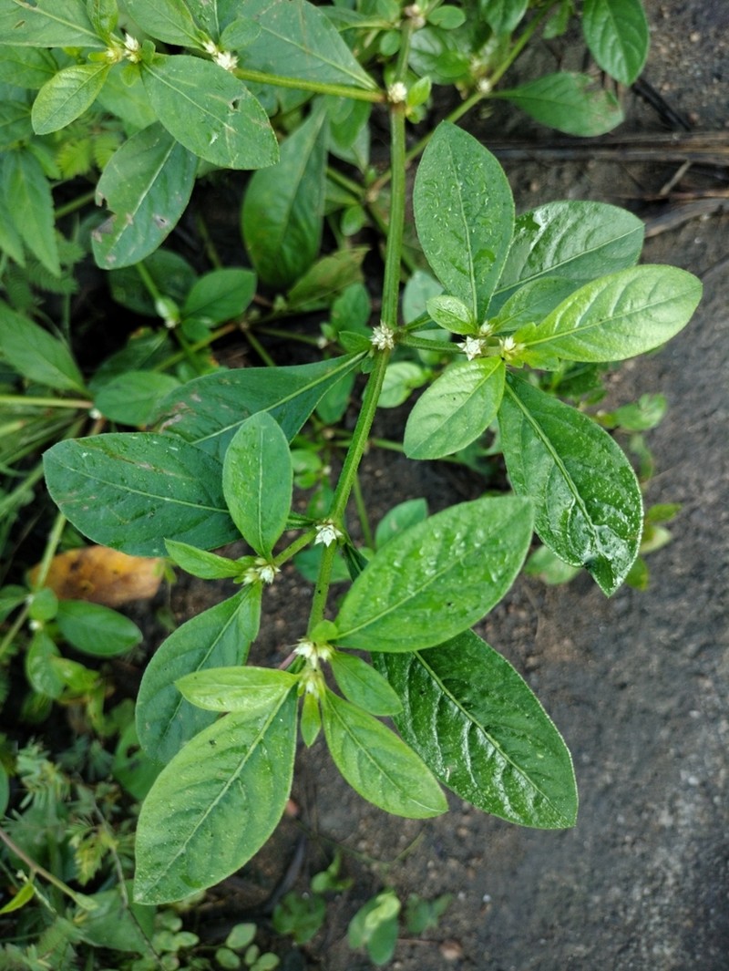 Calicoplant photo 8