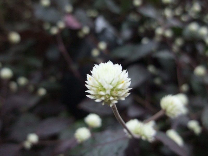 Alternanthera bettzickiana photo 3