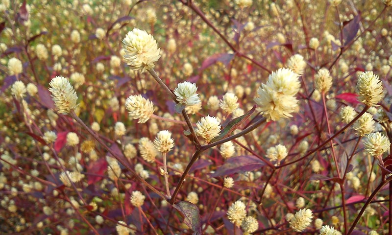 Alternanthera bettzickiana photo 4