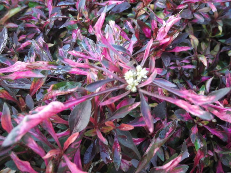Alternanthera bettzickiana photo 5