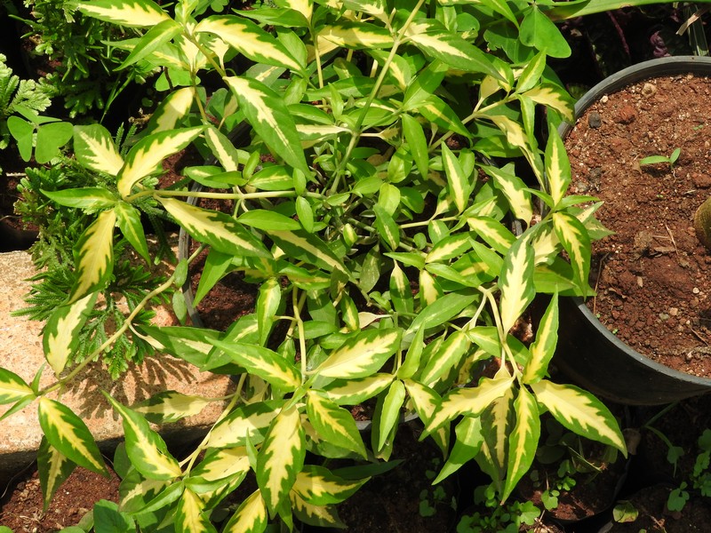 Alternanthera bettzickiana photo 6