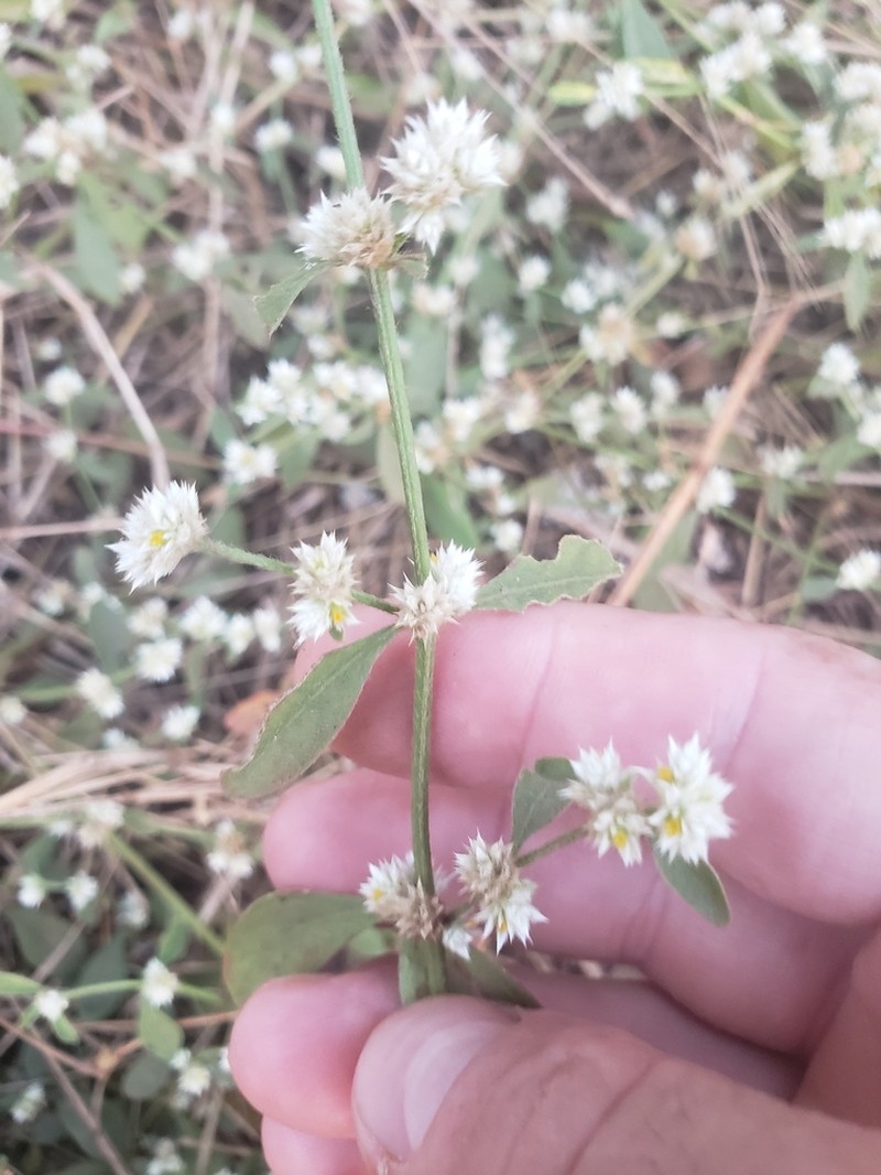 Alternanthera bettzickiana photo 7
