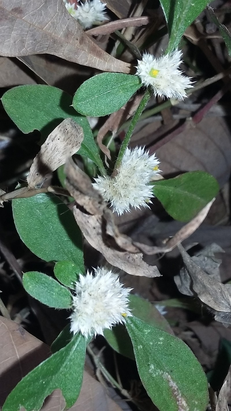 Alternanthera bettzickiana photo 8