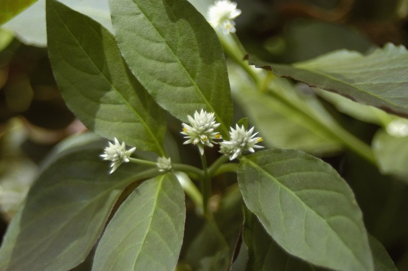 Brazilian Joyweed photo 2