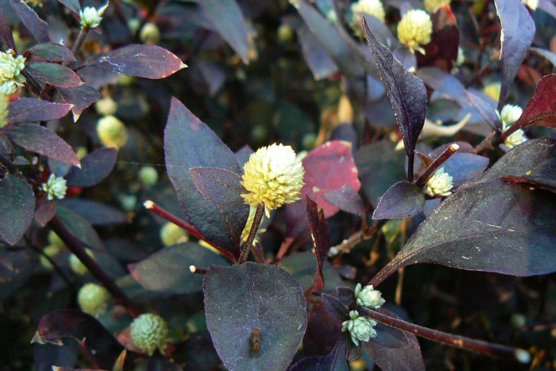 Brazilian Joyweed photo 3