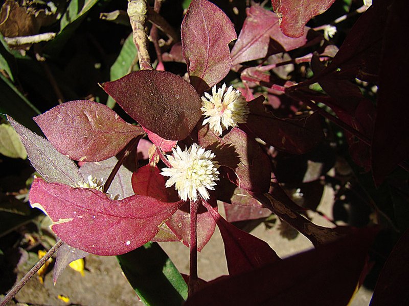 Brazilian Joyweed photo 4