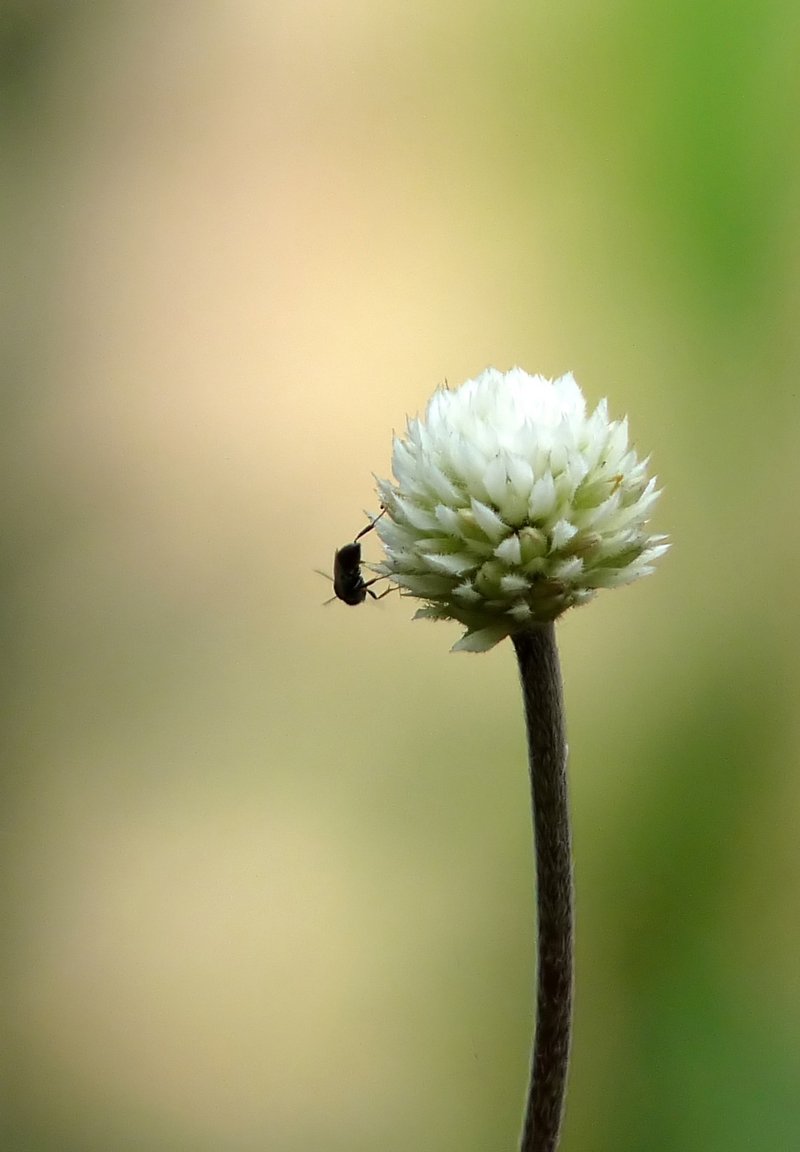 Brazilian Joyweed photo 5