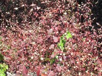 Brazilian Joyweed