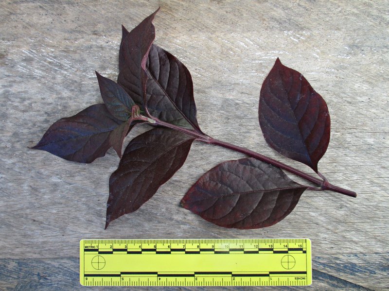 Brazilian Joyweed photo 6