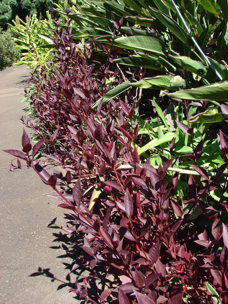 Brazilian Joyweed photo 7