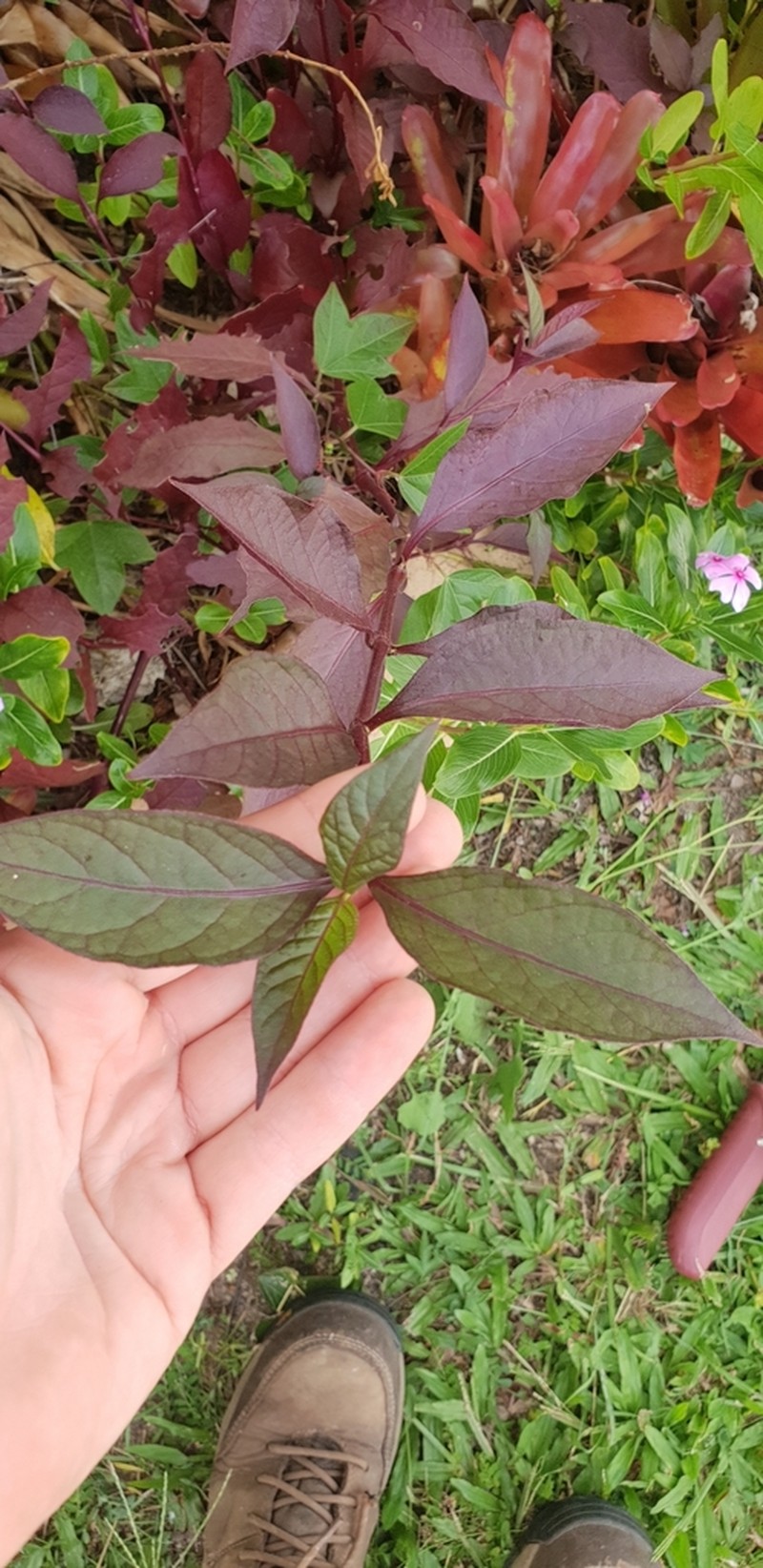 Brazilian Joyweed photo 8