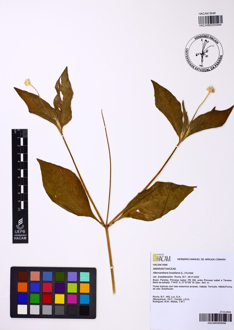 Alternanthera brasiliana var. brasiliana