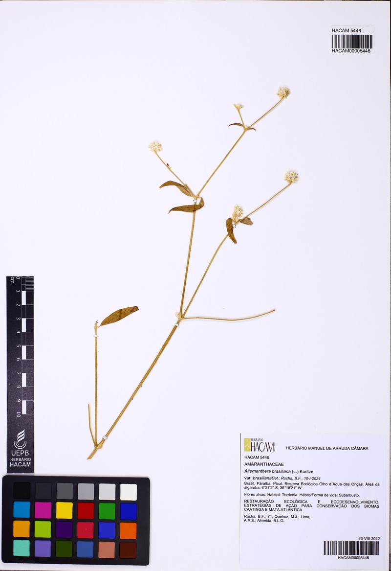Alternanthera brasiliana var. brasiliana photo 2