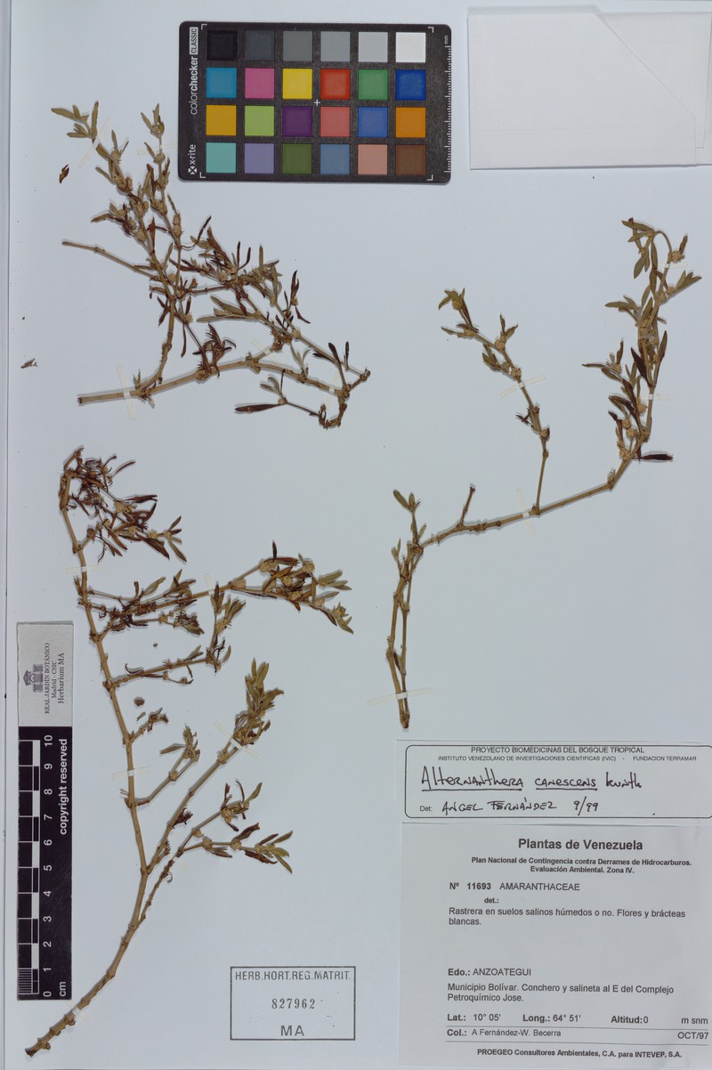 Alternanthera canescens
