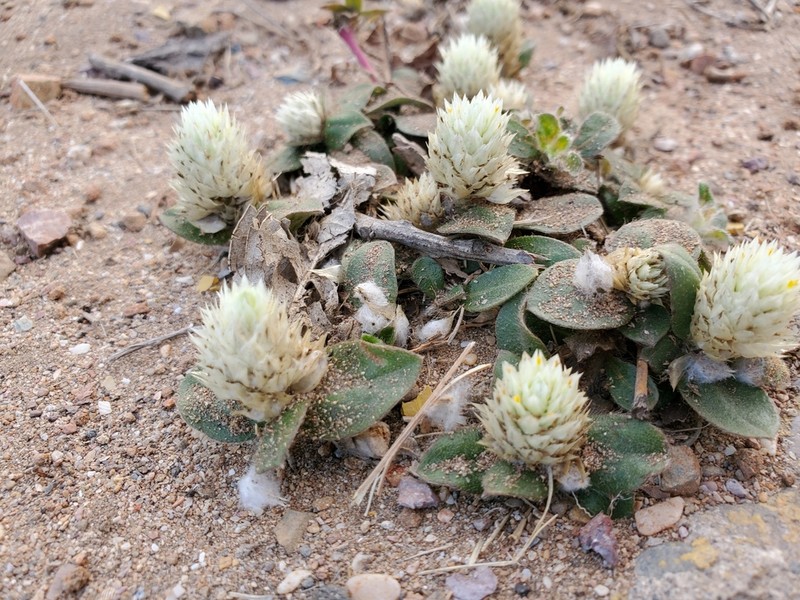 Washerwoman photo 8