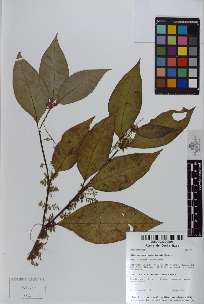 Alternanthera costaricensis